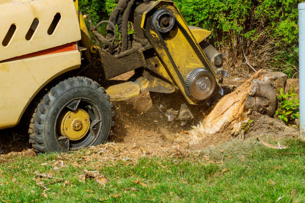 Best Tree Removal for Businesses  in USA